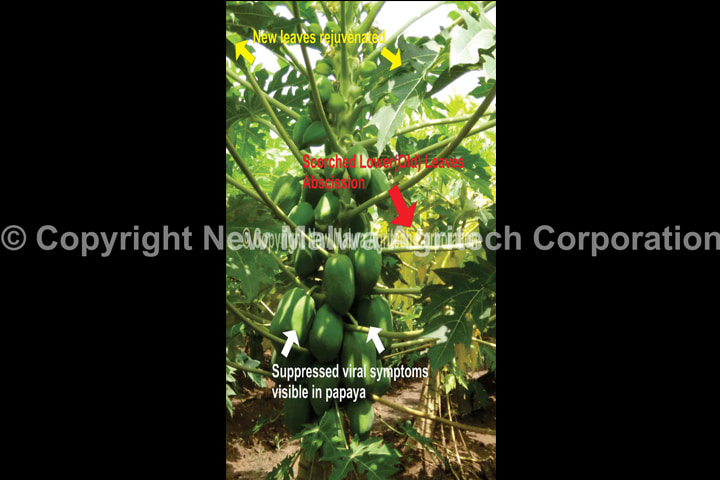 antiviral solution for crops